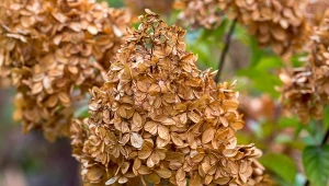 Czy wszystkie hortensje można przycinać po przekwitnięciu?