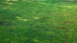 Dlaczego trudno się pozbyć mchu z trawnika?