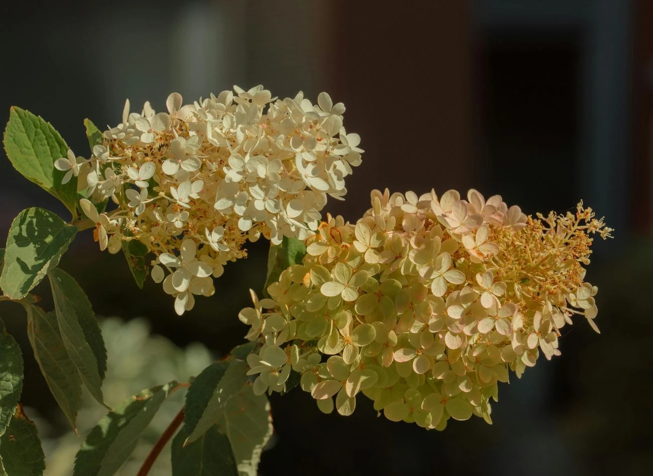 Hortensja bukietowa (Hydrangea paniculata) kwitnie na pędach tegorocznych, dlatego jej przekwitłe kwiatostany można przycinać jesienią