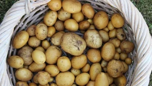 Mój dziadek od lat tak przechowuje ziemniaki i zimą ma zdrowe bulwy.