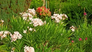 Oleander nie znosi mrozów, dlatego trzeba go zabrać z ogrodu na zimę. Fot. gdmoonkiller/Canva Pro