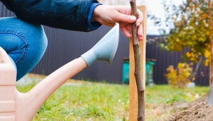 Dlaczego drzewka sadzone jesienią nie chcą się przyjąć? Powodów może być kilka.