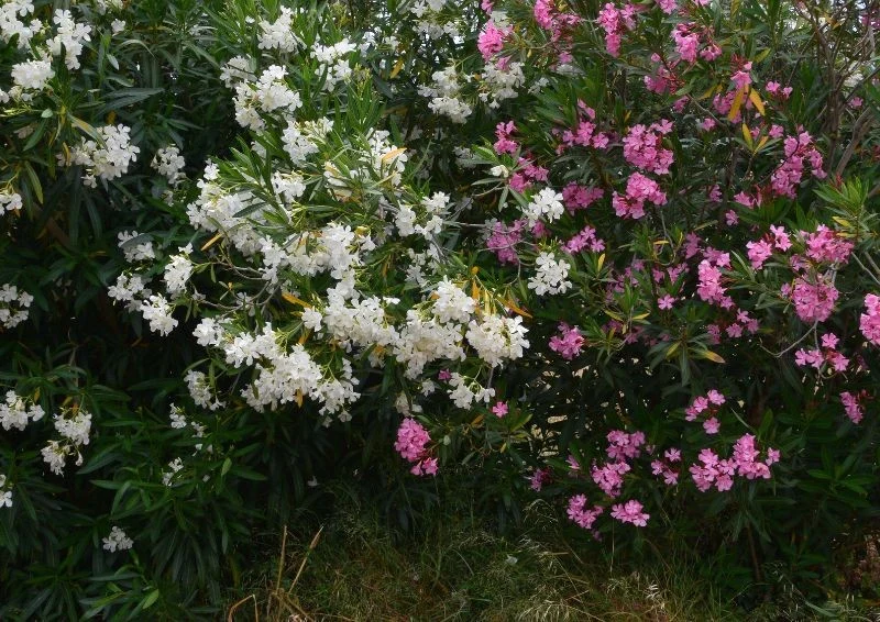 By oleander pięknie kwitł latem, musisz ochronić go przed mrozami.