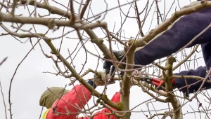 Które rośliny trzeba przyciąć na jesień? Dla niektórych to już ostatni moment