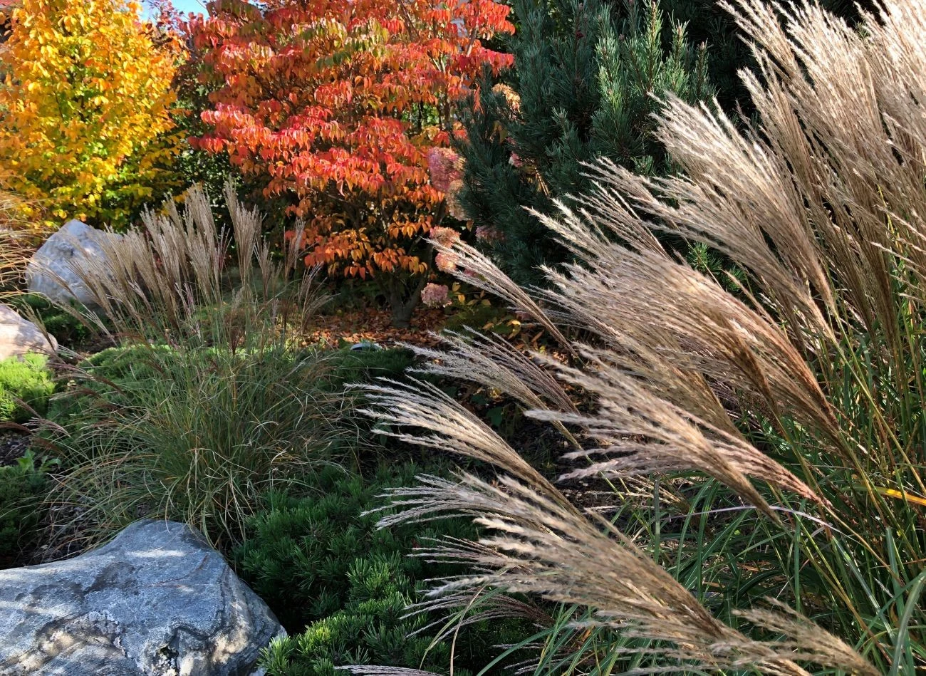 Jesienią warto powstrzymać się od cięcia miskanta chińskiego, ponieważ jego kwiatostany są bardzo trwałe i mogą stanowić cenną ozdobę zimowego ogrodu.