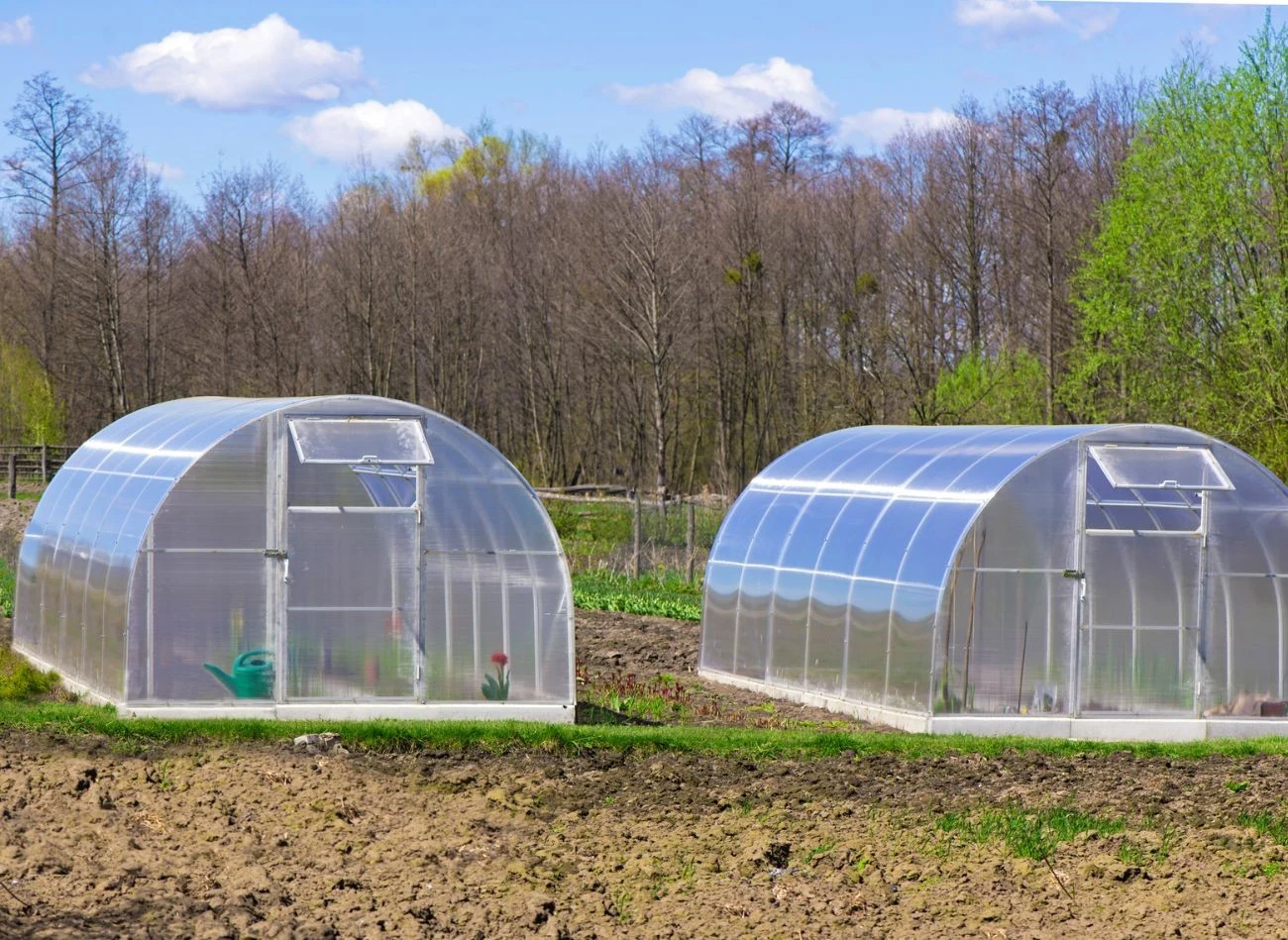 Czysta gleba to połowa sukces. Należy umyć szyby lub foli, stoły, półki i narzędzia w szklarni.