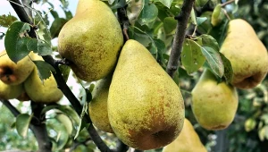 Gruszki w lodówce czy w piwnicy? Gdzie zachowają świeżość najdłużej?