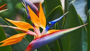 Jak pielęgnować strelicję królewską, aby zakwitła w domu?