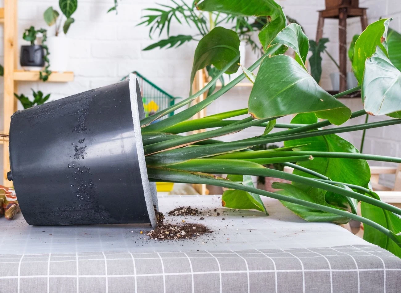 Strelicje można przesadzać średnio co 3-4 lata do nieco większej doniczki z nowym podłożem