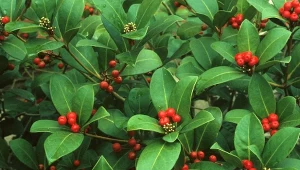 Skimia japońska jesienią pokrywa się pięknymi, czerwonymi owocami. Fot. Sela Hatting