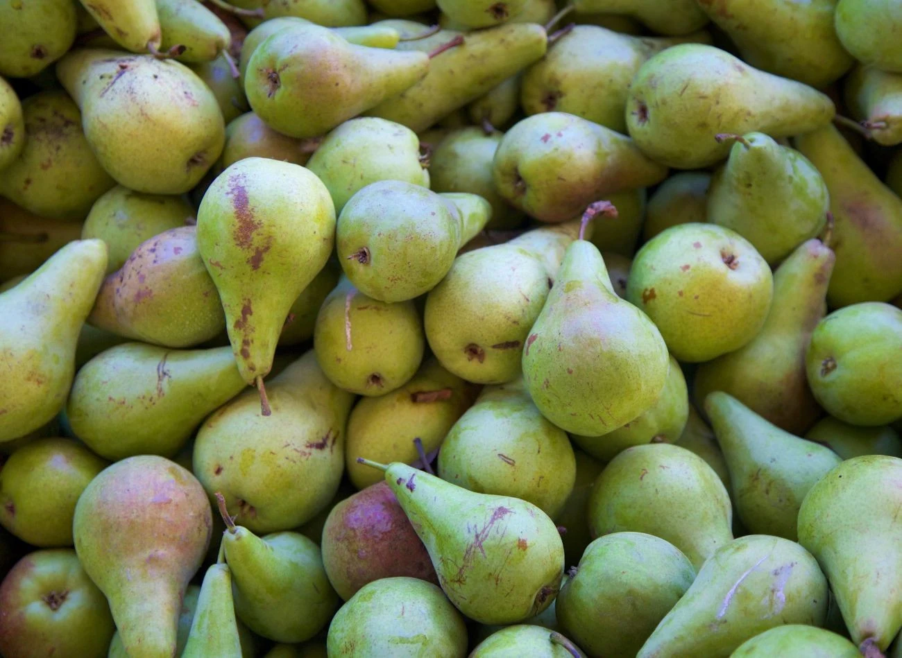 Dojrzałe gruszki są niezwykle wrażliwe na temperaturę i wilgotność otoczenia. Fot. Bruce Block/CanbaPro