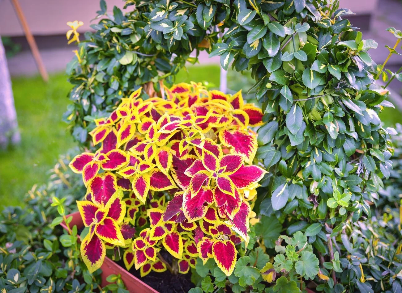 Koleusy są bardzo wrażliwe na niskie temperatury, dlatego wymagają zimowania w pomieszczeniu.