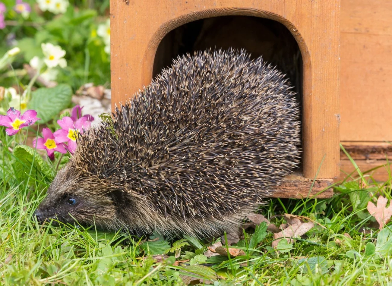 Do zrobienia karmnika dla jeża potrzeba tylko kilku prostych rzeczy.