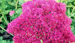 Które byliny kwitną jesienią? Rozchodnik okazały zachowuje estetyczny wygląd aż do przymrozków.