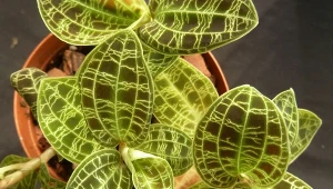 Ten storczyk jest mało znany, a wygląda obłędnie./Wikipedia Commons