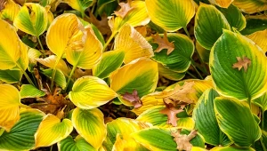 Jak pomóc hostom przetrwać zimę?