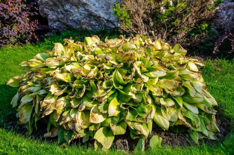 Trzy proste zabiegi sprawią, że hosty wzmocnią się przed zimą