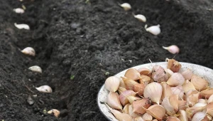 Jakich błędów unikać podczas sadzenia czosnku jesienią?