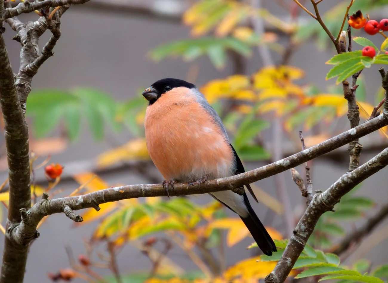 Jednym z przysmaków gili są nasiona znajdujące się w owocach jarzębiny.