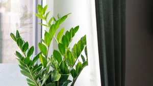 Jak dbać o zamiokulkasa, aby szybko wypuścił nowe liście? Poznaj prosty przepis na domową odżywkę.