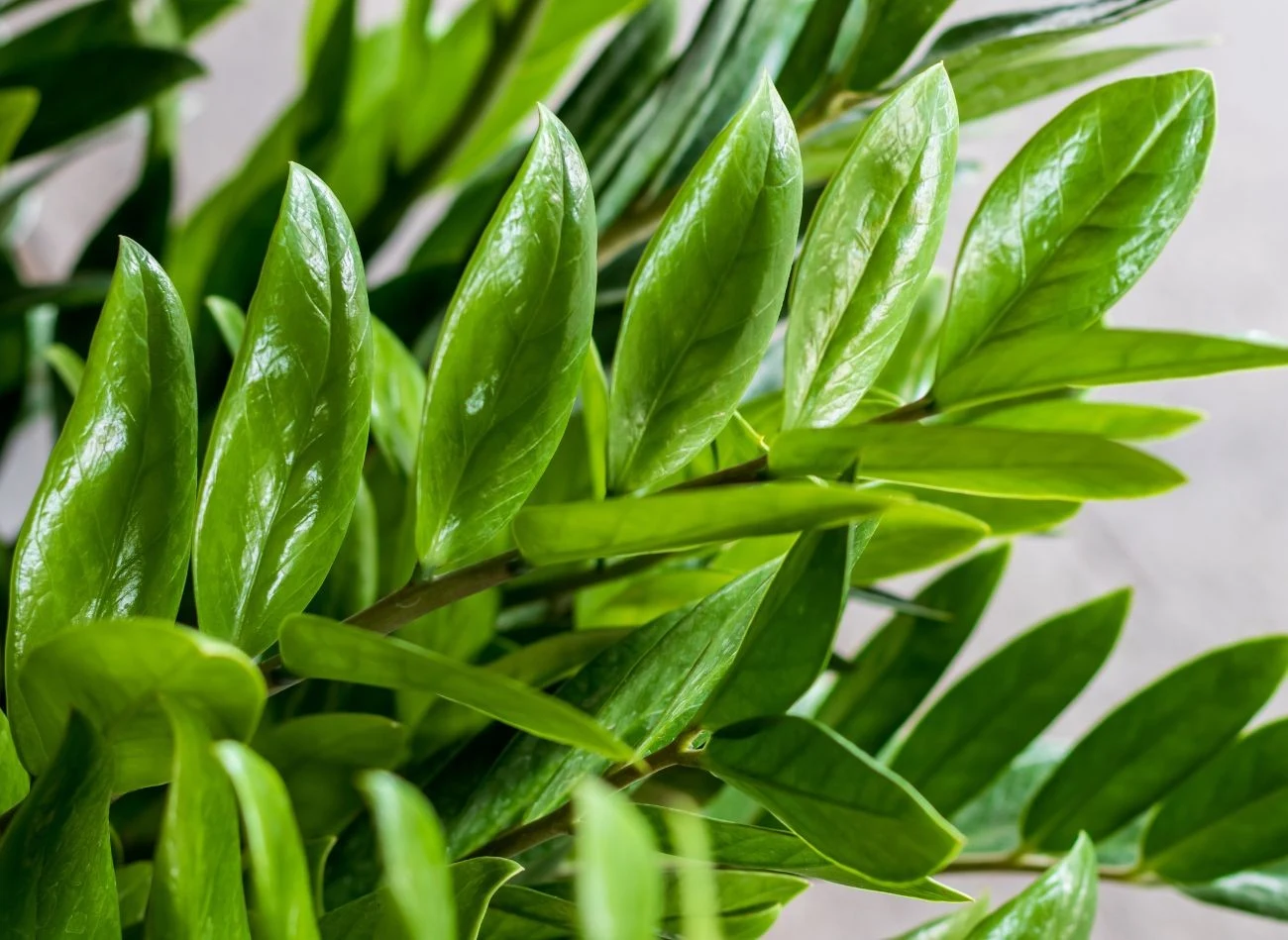 Zamiokulkas najlepiej rośnie w warunkach, które przypominają jego naturalne stanowiska