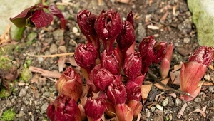 Jesienne sadzenie piwonii bez błędów. Idealna gleba, głębokość i termin