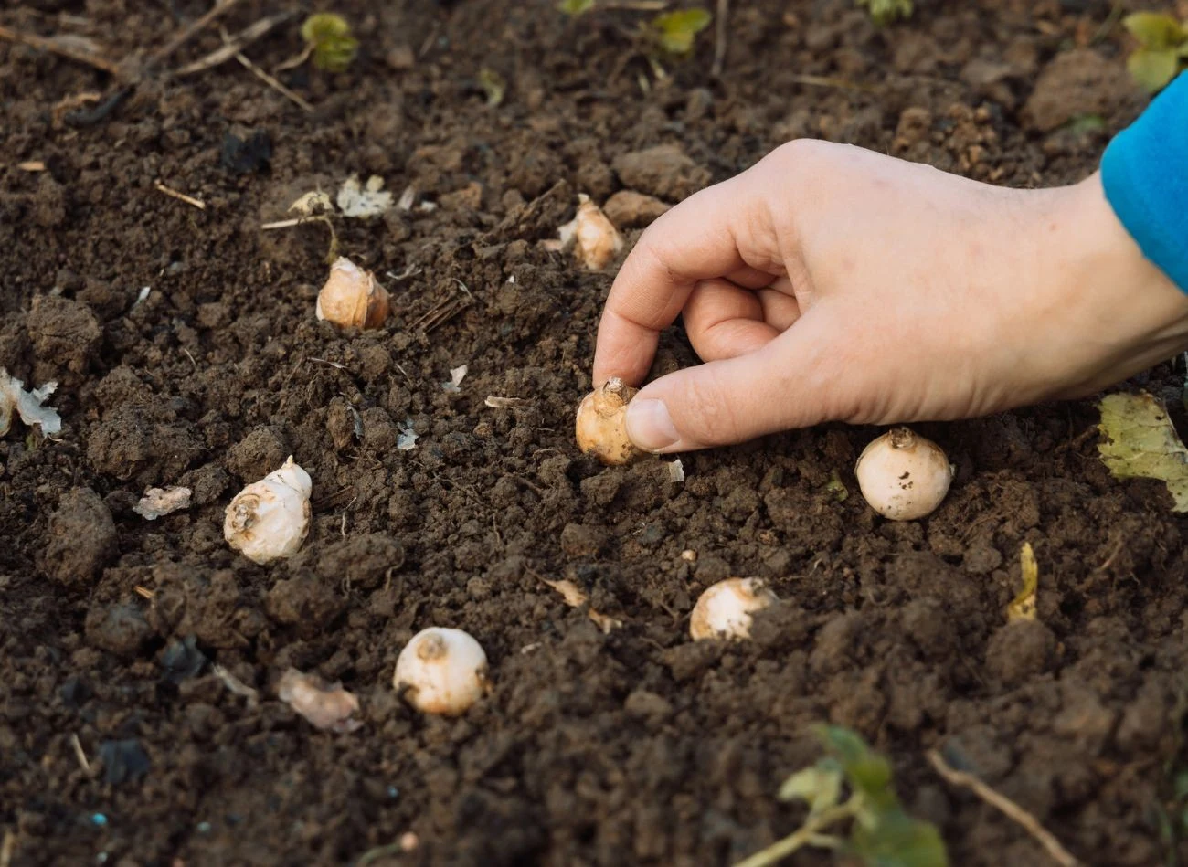 Wiele kwiatów cebulowych nie toleruje zbyt ciepłej gleby, dlatego termin sadzenia jest bardzo ważny.