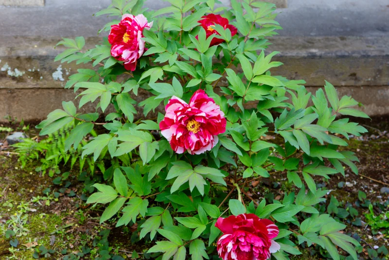 Kiedy najlepiej sadzić piwonie? O czym trzeba pamiętać w trakcie prac?