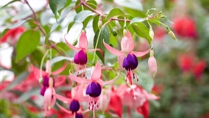 Fuksja nie lubi mrozów, dlatego trzeba ją dobrze ochronić przed nadejściem zimy.