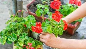 Jak przezimować pelargonie, aby obficie zakwitły na wiosnę?