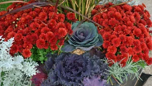 Jak pielęgnować kapustę ozdobną, by rosła aż do tęgich mrozów?