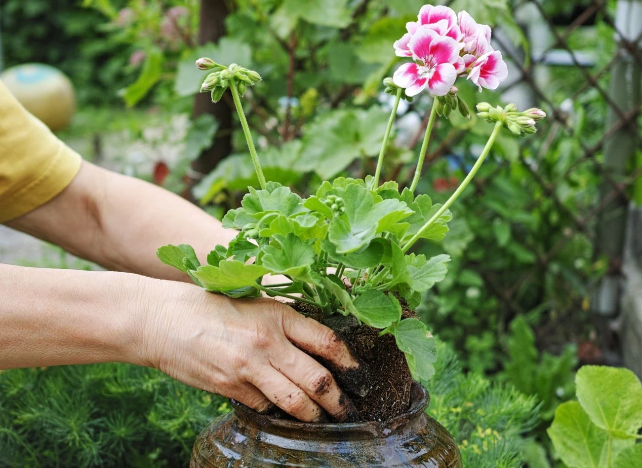 Aby przezimować pelargonie w papierowej torbie, należy wyjąć z donicy całą jej bryłę korzeniową