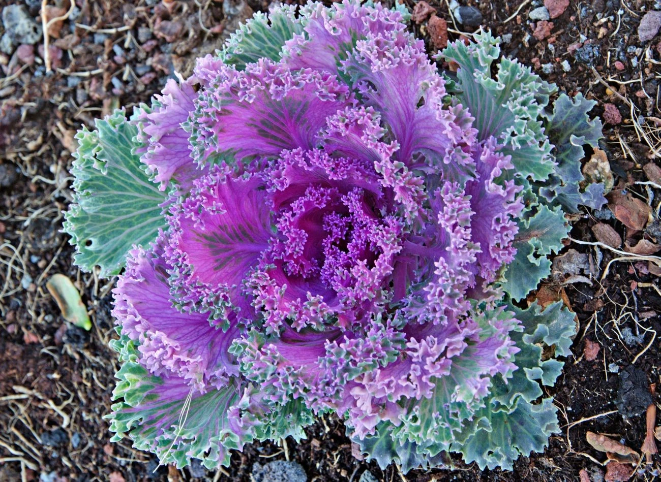 Kapusta ozdobna zachwyca zarówno kształtem, jak i wybarwieniem liści