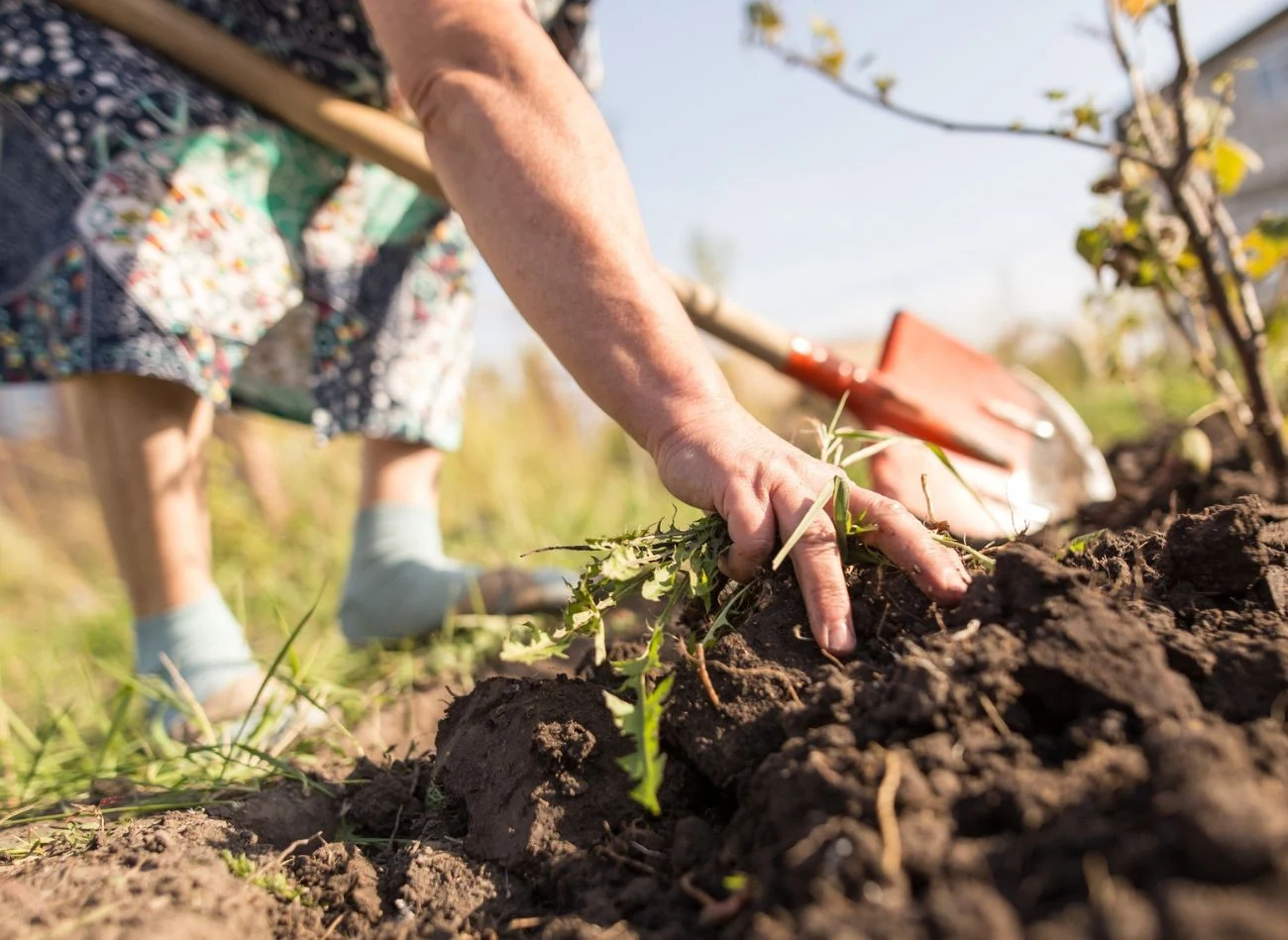 Regularne przekopywanie ziemi pomaga także usunąć korzenie chwastów i ograniczyć ich wzrost w kolejnym sezonie.
