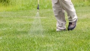 Jaki szybko i skutecznie pozbyć się chwastów z trawnika domowymi sposobami?