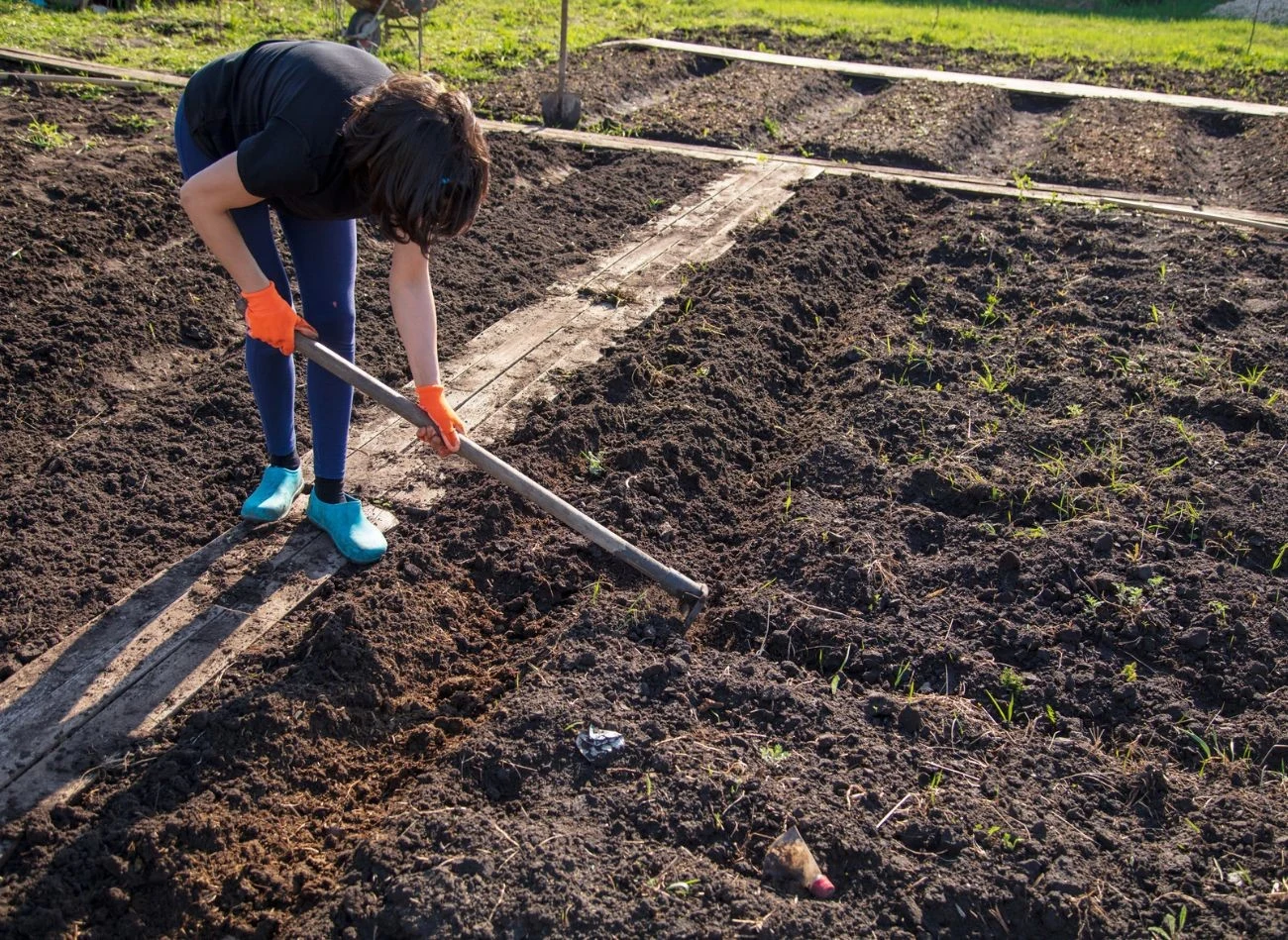 Zbyt płytkie przekopywanie ziemi w ogrodzie nie sprzyja właściwemu napowietrzeniu gleby.