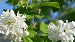 Gdy zaczyna kwitnąć, w ogrodzie pachnie pomarańczą.  Idealny na żywopłot