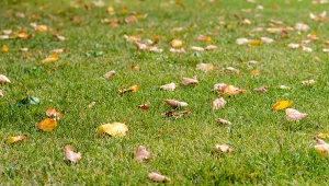 Nawożenie popiołem można stosować np. na trawniku, co znacząco ograniczy wzrost mchu.