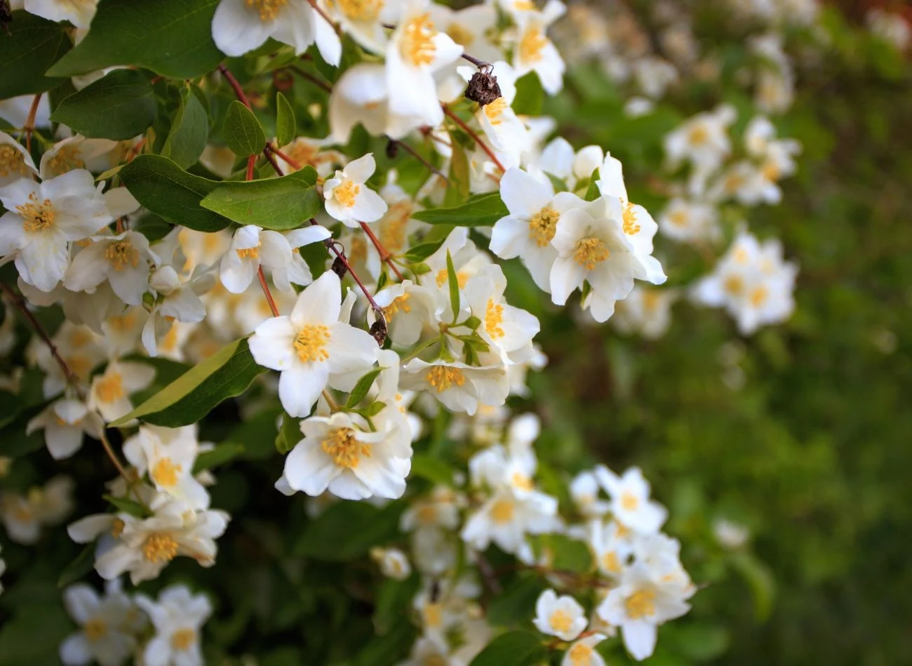Charakterystyczną cechą tego krzewu jest intensywny, słodki zapach kwiatów, który kojarzy się z aromatem pomarańczy.