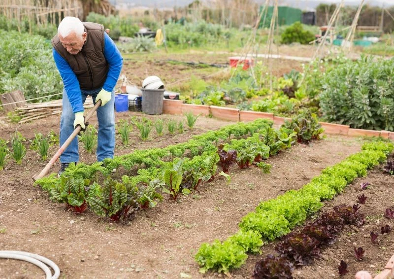 Popiół dobrze nadaje się na grządki warzywne, szczególnie gdy uprawiasz gatunki lubiące zasadowe podłoże.