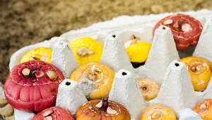 Niektóre bulwy i cebule kwiatów trzeba wykopać teraz i odpowiednio przechowywać, by wykiełkowały w nowym sezonie. Fot. Andrii Yalanskyi/Canva Pro