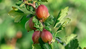 Agrest posadzony jesienią szybciej i lepiej owocuje.