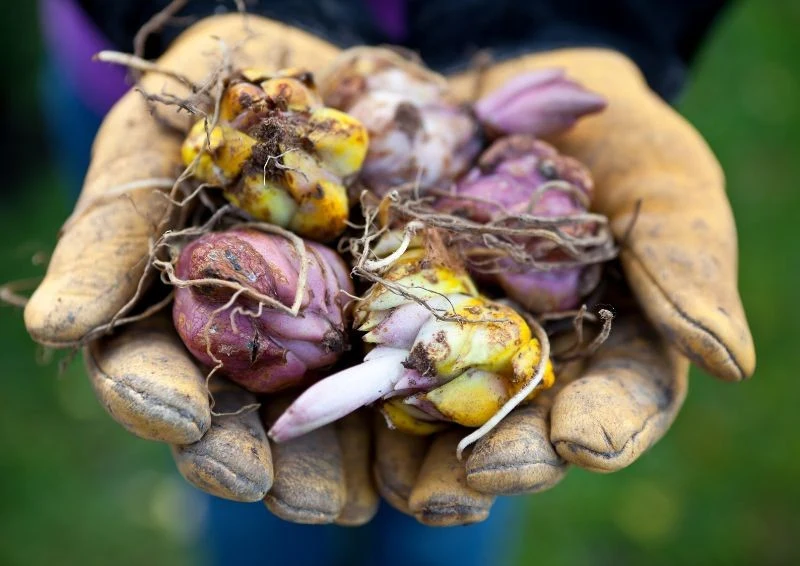 By odpowiednio przechowywać cebule kwiatów, musisz je przyciąć.
