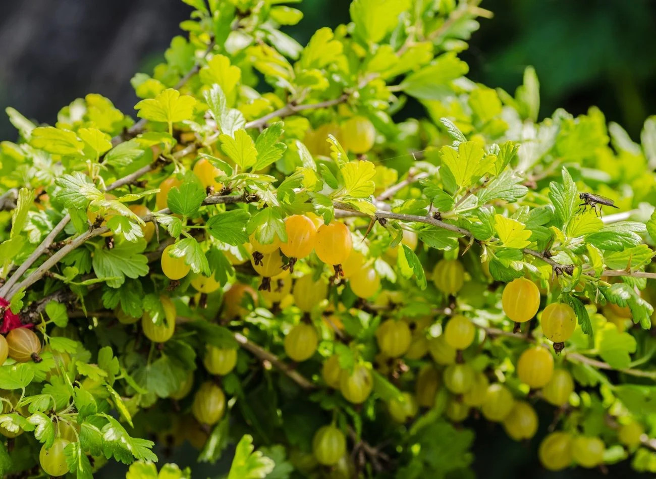 Dobre odmiany agrestu wyróżniają się nie tylko doskonałym smakiem owoców, ale również odpornością na choroby,