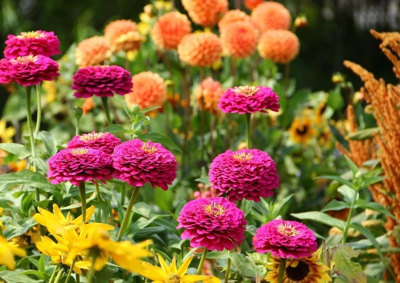 Żeby mieć piękne dalie w przyszłym roku, musisz dobrze przygotować cebule do zimowania.