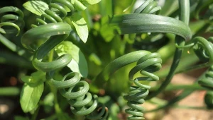 Albuca spiralis to wieloletnia roślina cebulowa.