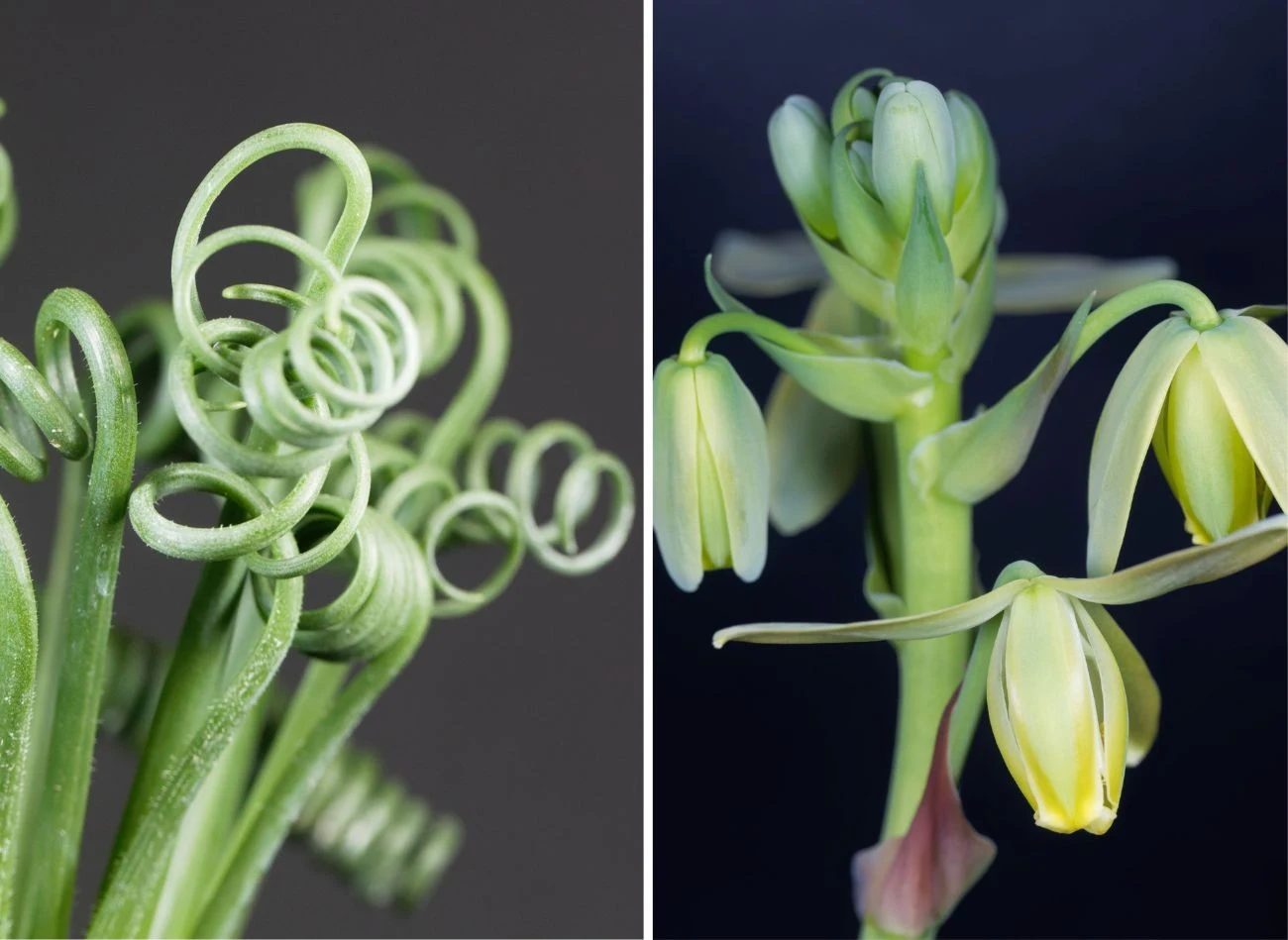 Kwiaty albuki pojawiają się na prostych łodygach, które wyrastają ponad liście.