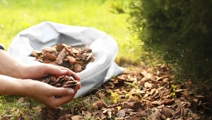 Jesienne ściółkowanie gleby. Czym i w jaki sposób przykrywać ziemię?