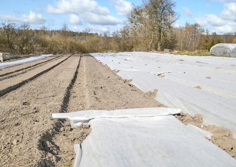 Do ściółkowania można użyć bardzo skutecznej agrowłókniny.