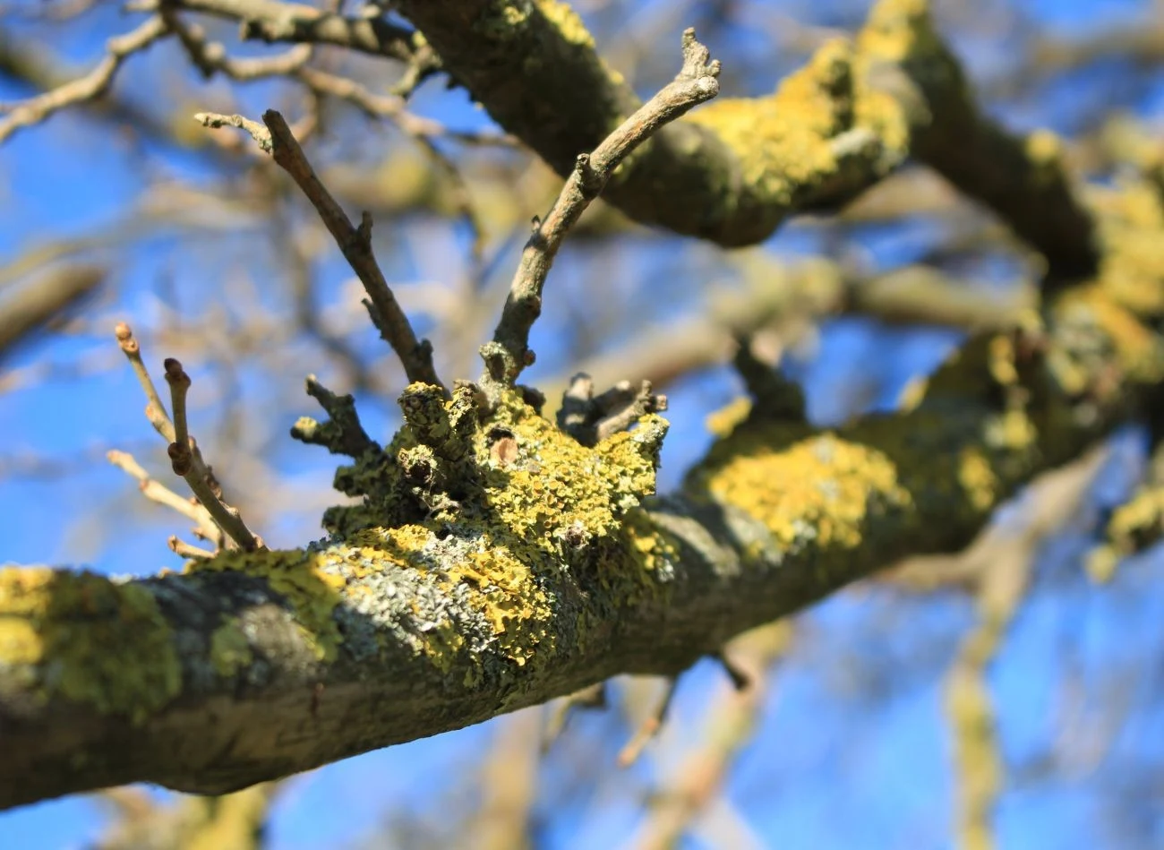 Czyszczenie pnia drzewa z mchu najlepiej przeprowadzić tuż po sezonie wegetacyjnym.